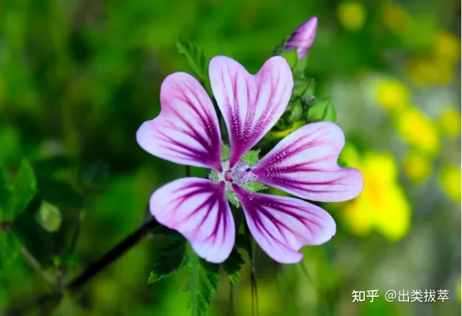 养花的十二种技巧是什么，养花技巧：秋季养花有哪些小窍门，不可不学哦！