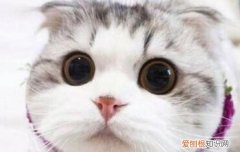 折耳猫没发病怎么预防，折耳猫发病怎么办