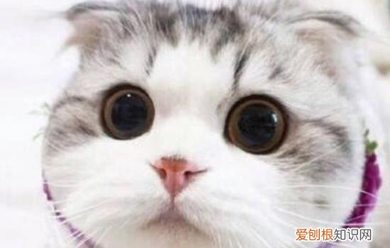 折耳猫没发病怎么预防，折耳猫发病怎么办