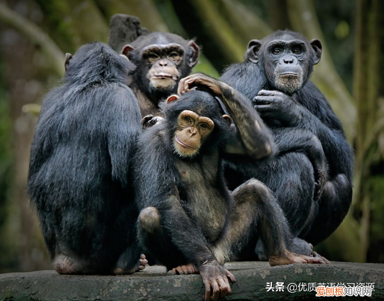 英文原版阅读理解教材类似RE，英语原版阅读：Learning About Chimpanzee