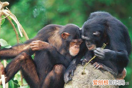 英文原版阅读理解教材类似RE，英语原版阅读：Learning About Chimpanzee