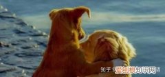 single dog啥意思，“单身狗”别再说single dog了，学几个不同的英语表达！