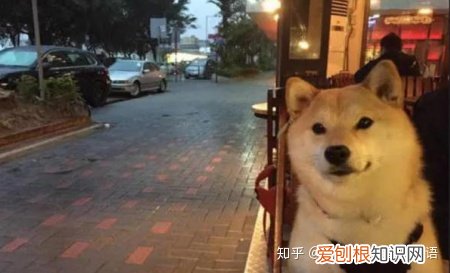 single dog啥意思，“单身狗”别再说single dog了，学几个不同的英语表达！