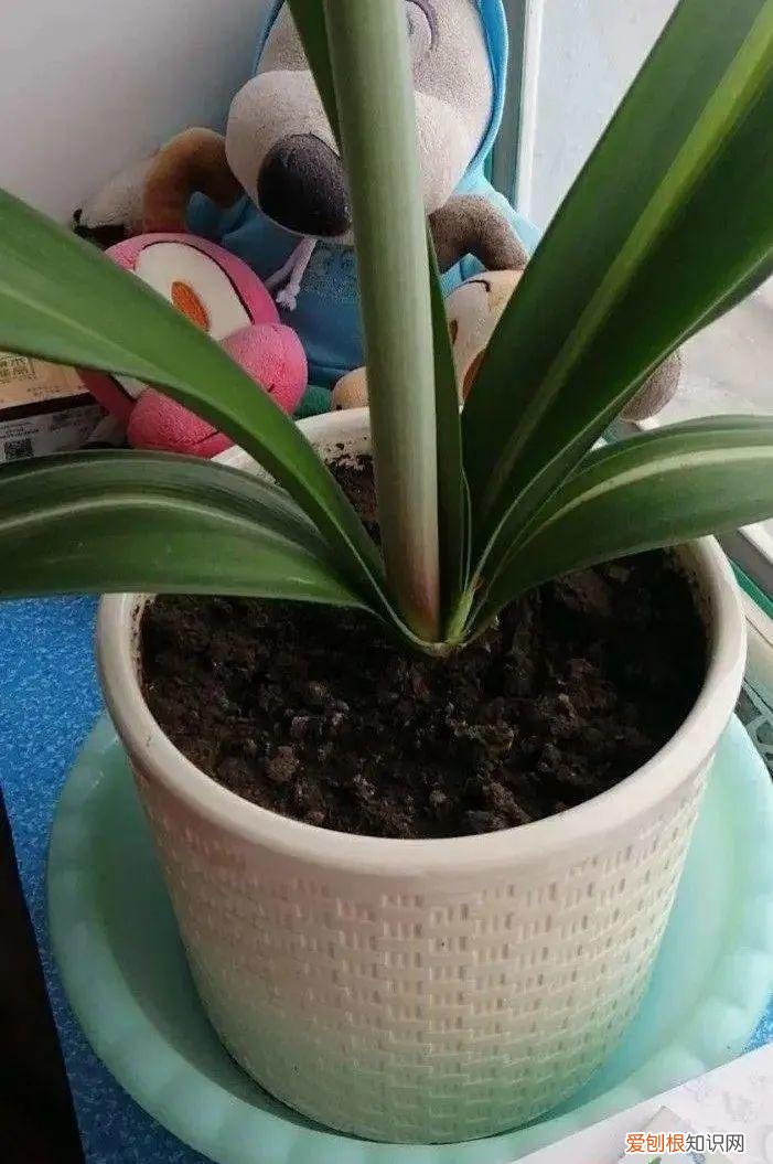 春季怎样养君子兰又绿又亮又好看,养君子兰就得学会6要点,叶子绿油亮,开花多又大