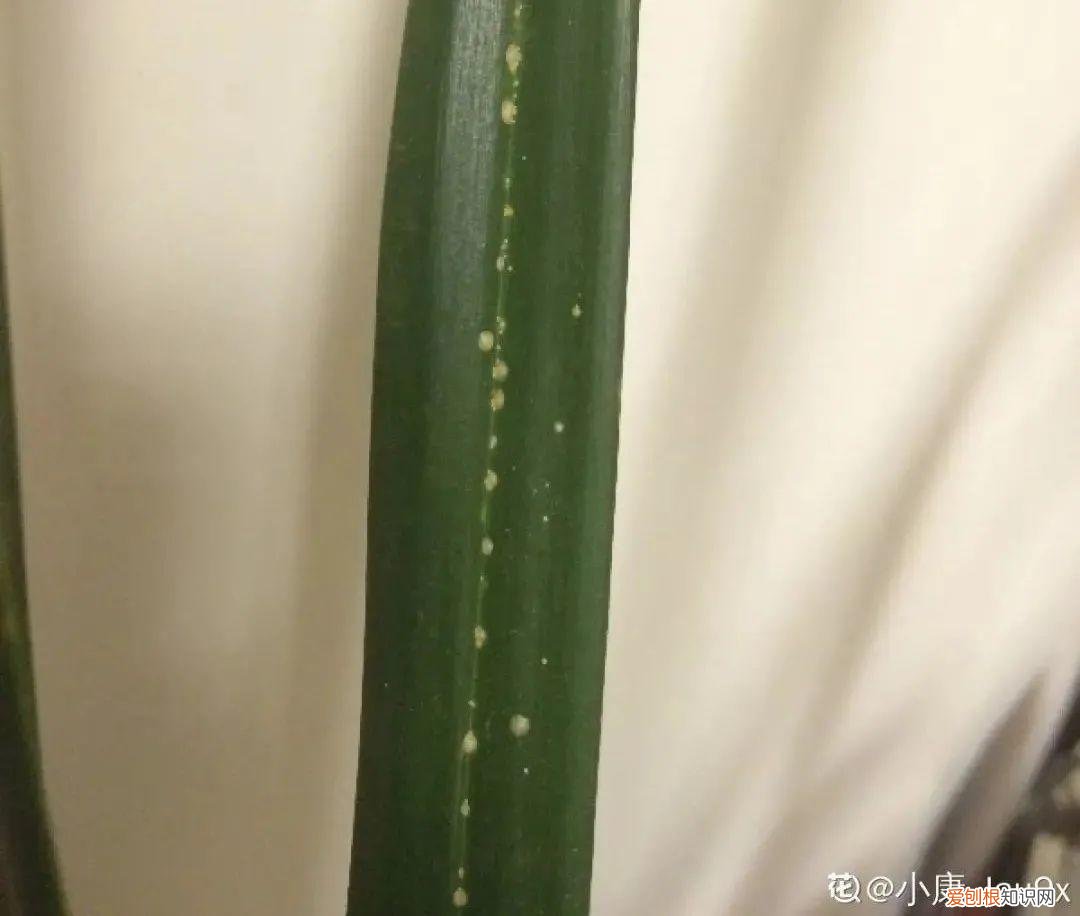 春季怎样养君子兰又绿又亮又好看,养君子兰就得学会6要点,叶子绿油亮,开花多又大
