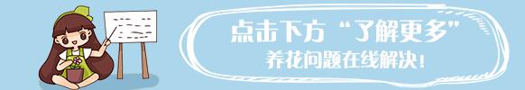 君子兰养护常识，养护“君子兰”，这“4个”方法要掌握住，棵棵叶子油亮开花快