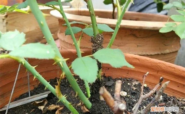 病虫害会导致君子兰夹箭虫吗，8种养花窍门，病虫全扫光，君子兰长得健壮不夹箭！