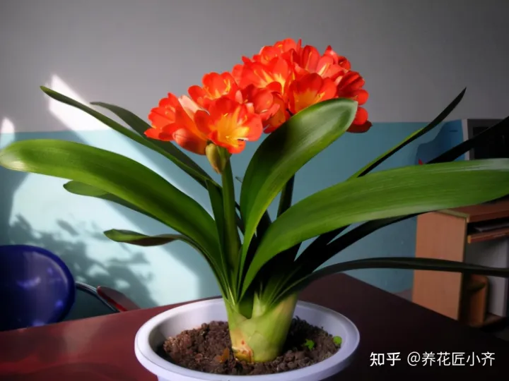 君子兰叶子干怎么回事，养君子兰的“小诀窍”，通过观察叶子，就能找出它的病因