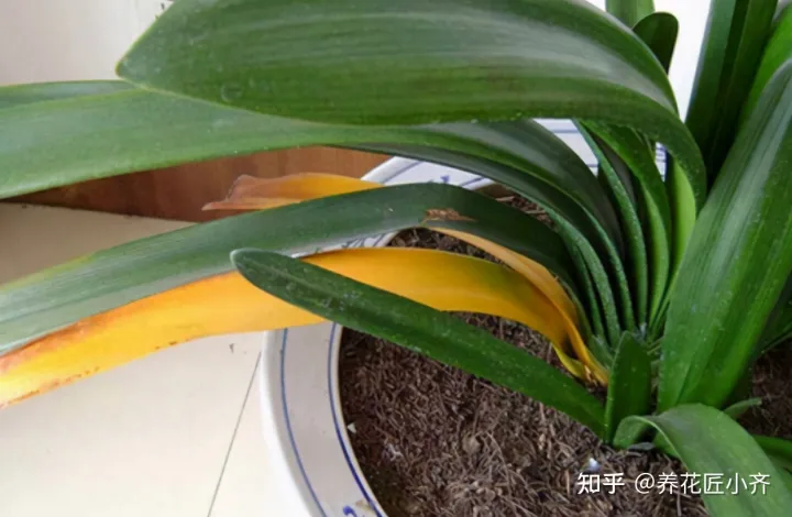 君子兰叶子干怎么回事，养君子兰的“小诀窍”，通过观察叶子，就能找出它的病因