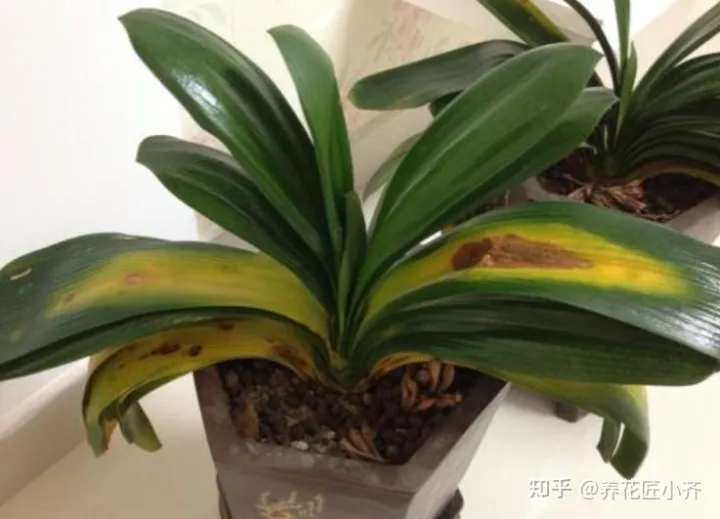 君子兰叶子干怎么回事，养君子兰的“小诀窍”，通过观察叶子，就能找出它的病因