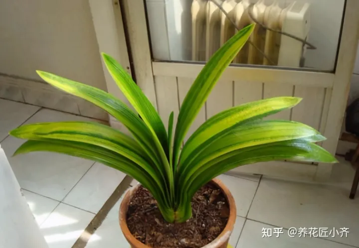 君子兰叶子干怎么回事，养君子兰的“小诀窍”，通过观察叶子，就能找出它的病因