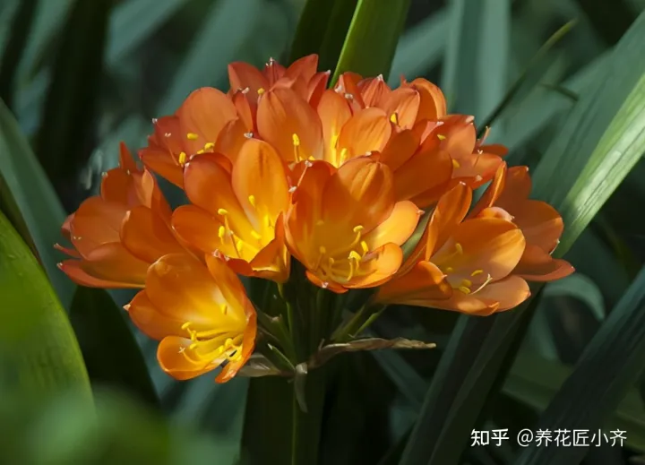 君子兰叶子干怎么回事，养君子兰的“小诀窍”，通过观察叶子，就能找出它的病因