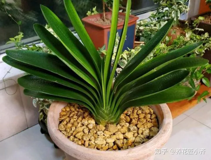 君子兰叶子白了怎么办，新手养君子兰，记住6个“秘诀”，满盆白根，叶片整齐油亮