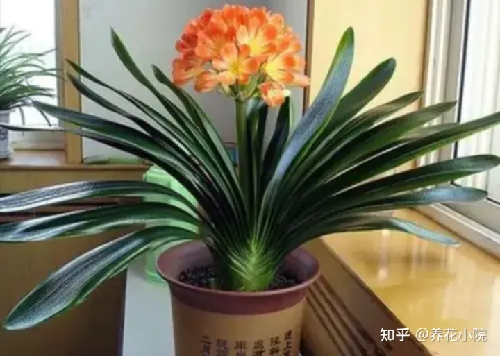 君子兰开花应该注意什么，养好君子兰，4个要点不能忽视，否则难开花