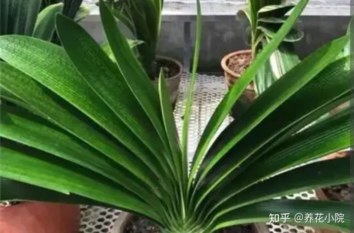 君子兰开花应该注意什么，养好君子兰，4个要点不能忽视，否则难开花