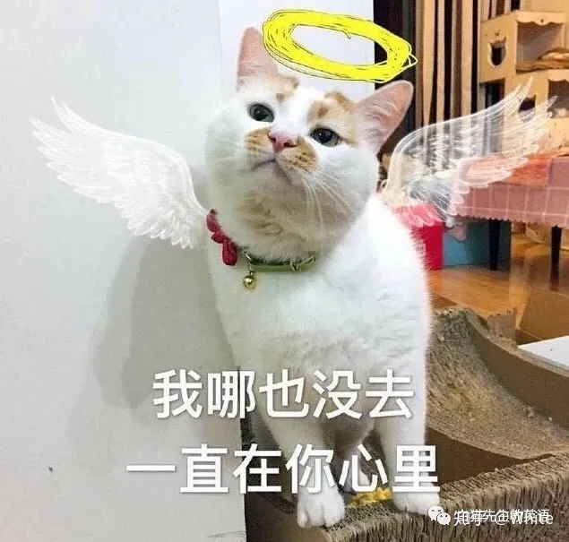 关于猫的英文怎么说，一些关于猫的英文表达，要不要了解一下？