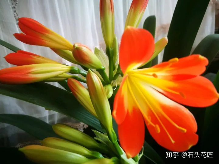 君子兰如何养才能开花，她养君子兰有3个“秘诀”，开春长满“花包子”，阳台变花园