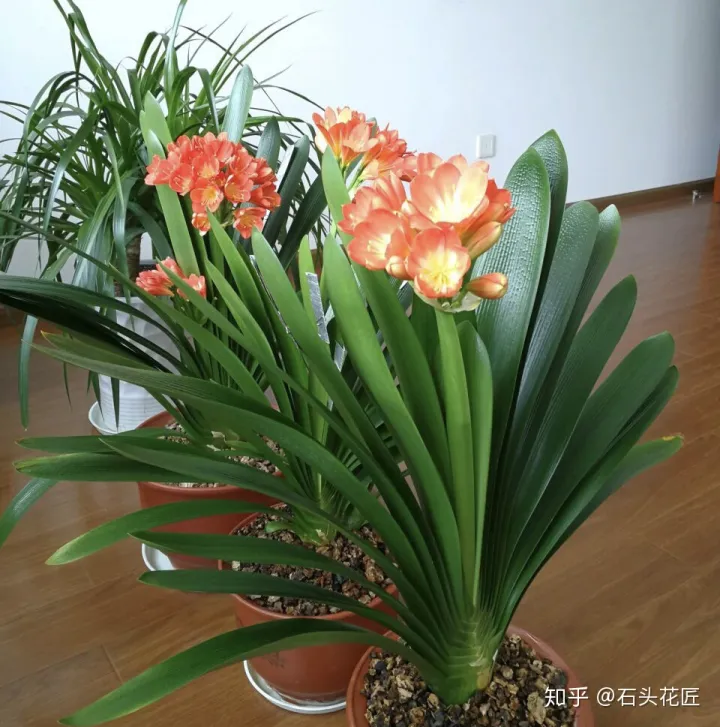君子兰如何养才能开花，她养君子兰有3个“秘诀”，开春长满“花包子”，阳台变花园