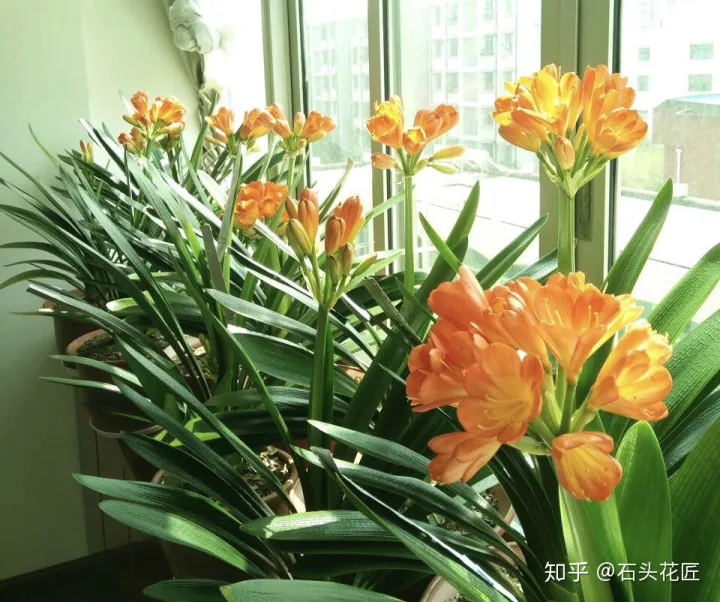 君子兰如何养才能开花，她养君子兰有3个“秘诀”，开春长满“花包子”，阳台变花园