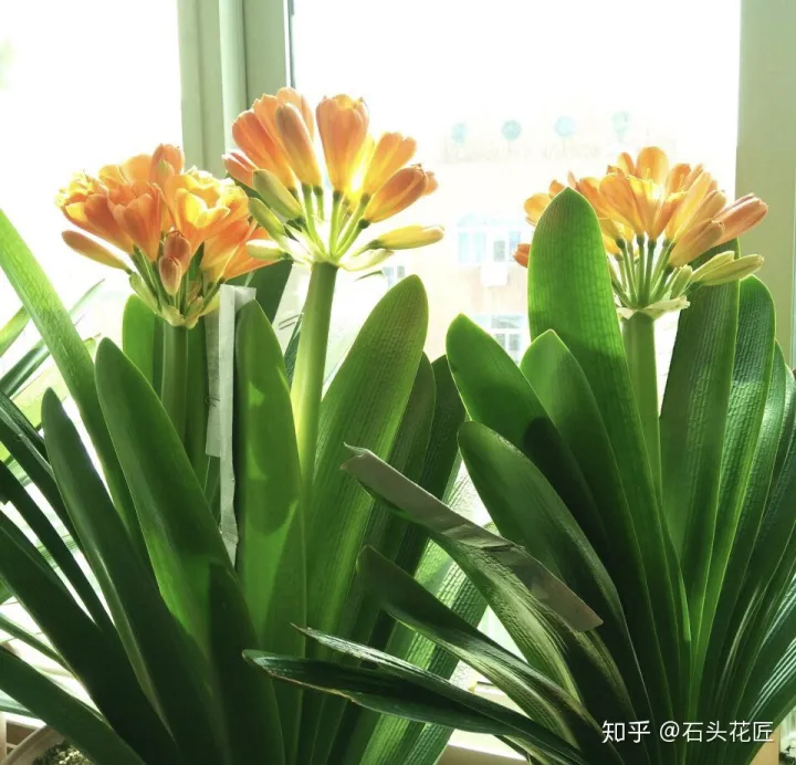 君子兰如何养才能开花，她养君子兰有3个“秘诀”，开春长满“花包子”，阳台变花园