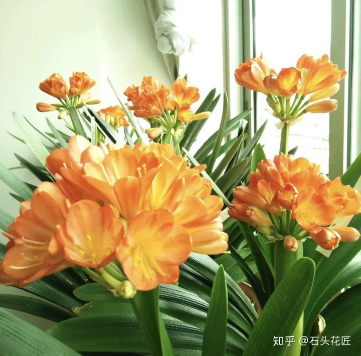 君子兰如何养才能开花，她养君子兰有3个“秘诀”，开春长满“花包子”，阳台变花园