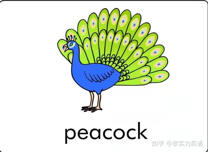 小朋友学单词动物，英语启蒙：6套看图识词动物卡片，帮助孩子积累英语入门词汇