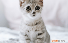 猫身上出现黑色的点点是什么，猫身上有黑色点点