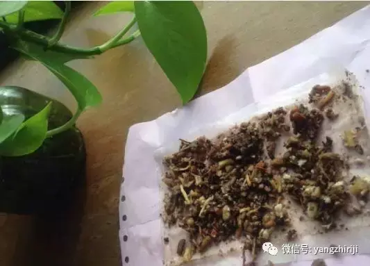 盆栽的养护，爆文｜一篇顶100篇，盆栽养护知识合集看完你就是养花大神！