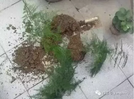 盆栽的养护，爆文｜一篇顶100篇，盆栽养护知识合集看完你就是养花大神！