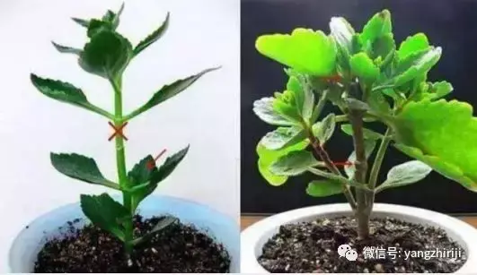 盆栽的养护，爆文｜一篇顶100篇，盆栽养护知识合集看完你就是养花大神！
