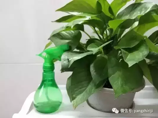 盆栽的养护，爆文｜一篇顶100篇，盆栽养护知识合集看完你就是养花大神！