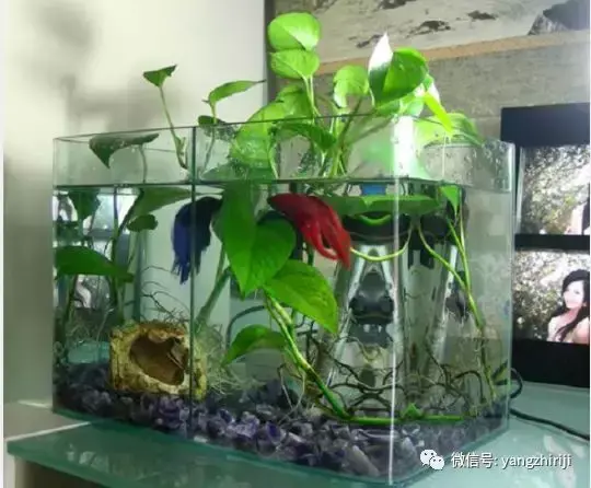盆栽的养护，爆文｜一篇顶100篇，盆栽养护知识合集看完你就是养花大神！