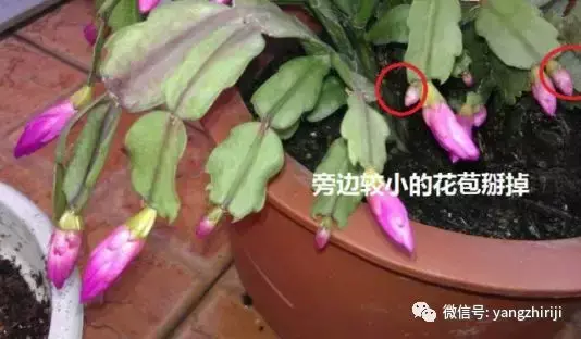 盆栽的养护，爆文｜一篇顶100篇，盆栽养护知识合集看完你就是养花大神！