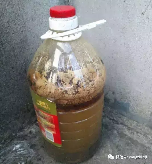 盆栽的养护，爆文｜一篇顶100篇，盆栽养护知识合集看完你就是养花大神！