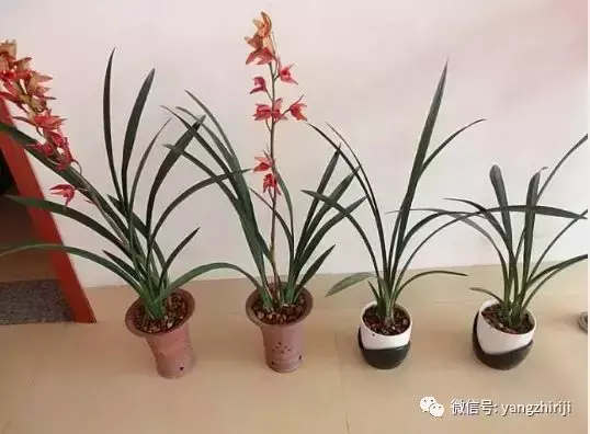 盆栽的养护，爆文｜一篇顶100篇，盆栽养护知识合集看完你就是养花大神！