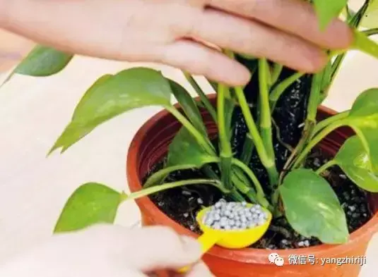盆栽的养护，爆文｜一篇顶100篇，盆栽养护知识合集看完你就是养花大神！