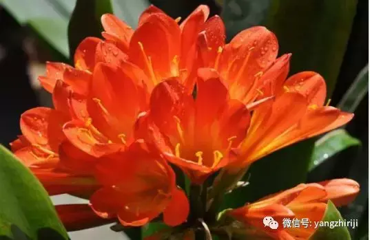 盆栽的养护，爆文｜一篇顶100篇，盆栽养护知识合集看完你就是养花大神！