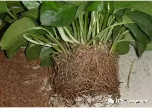 盆栽的养护，爆文｜一篇顶100篇，盆栽养护知识合集看完你就是养花大神！