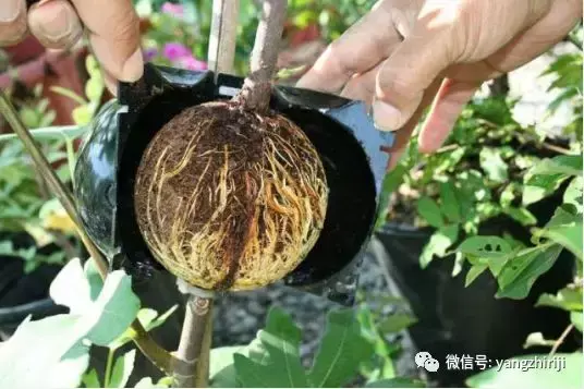 盆栽的养护，爆文｜一篇顶100篇，盆栽养护知识合集看完你就是养花大神！