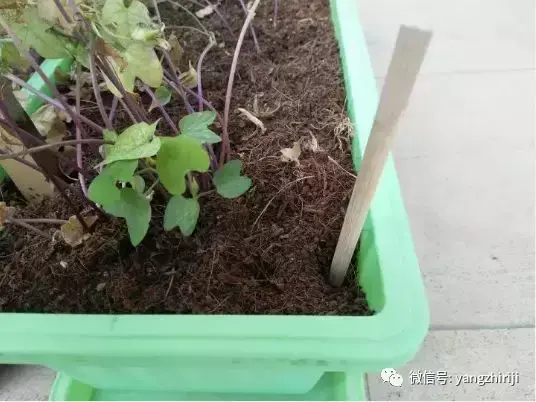 盆栽的养护，爆文｜一篇顶100篇，盆栽养护知识合集看完你就是养花大神！