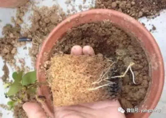 盆栽的养护，爆文｜一篇顶100篇，盆栽养护知识合集看完你就是养花大神！