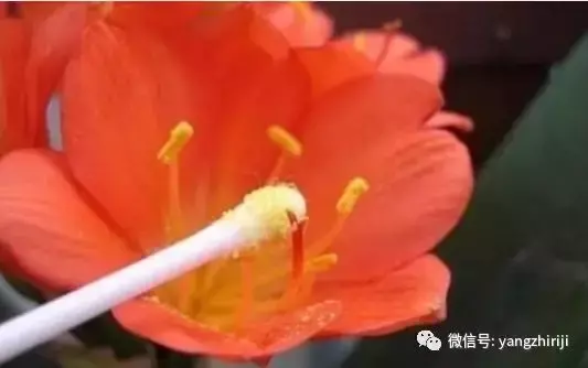 盆栽的养护，爆文｜一篇顶100篇，盆栽养护知识合集看完你就是养花大神！
