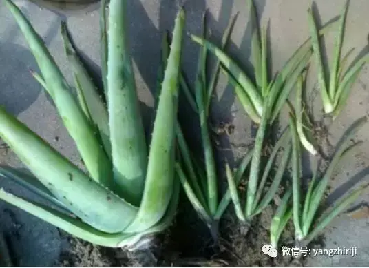 盆栽的养护，爆文｜一篇顶100篇，盆栽养护知识合集看完你就是养花大神！