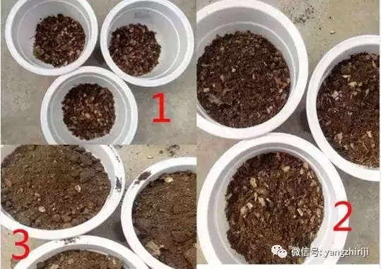 盆栽的养护，爆文｜一篇顶100篇，盆栽养护知识合集看完你就是养花大神！