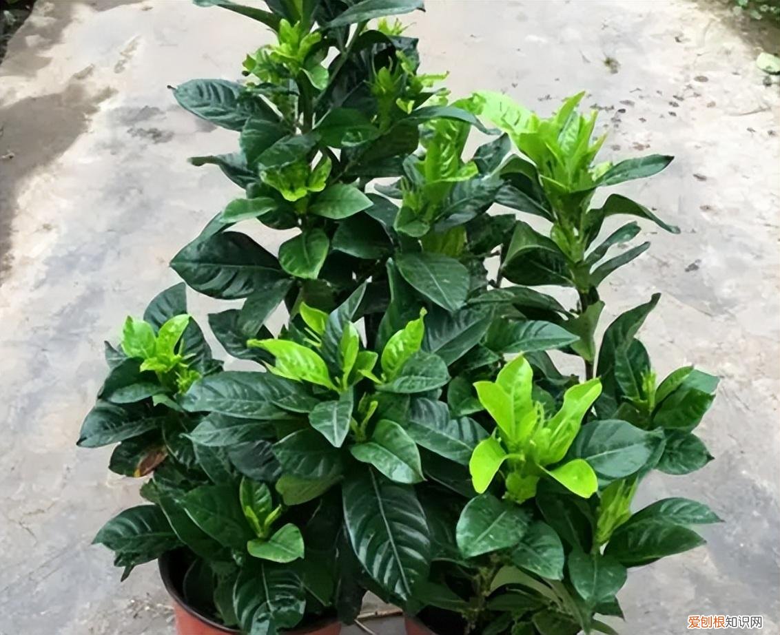 花卉养护小知识,家庭养花,记住12个“知识点”,自己就能给花草“看病”