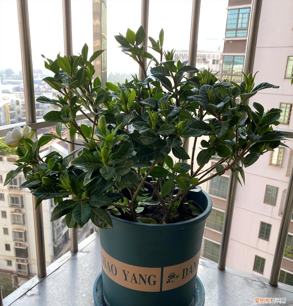 花卉养护小知识,家庭养花,记住12个“知识点”,自己就能给花草“看病”