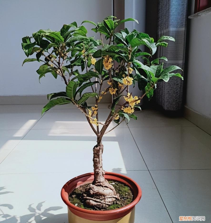 花卉养护小知识,家庭养花,记住12个“知识点”,自己就能给花草“看病”
