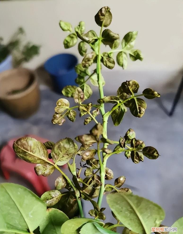 花卉养护小知识,家庭养花,记住12个“知识点”,自己就能给花草“看病”