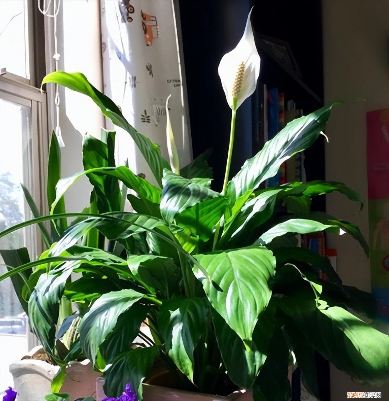 花卉养护小知识,家庭养花,记住12个“知识点”,自己就能给花草“看病”