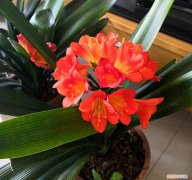 花卉养护小知识，家庭养花，记住12个“知识点”，自己就能给花草“看病”